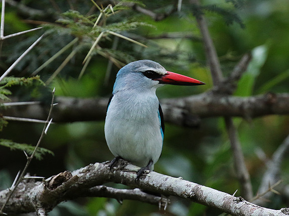 Woodland kingfisher at Mala Mala