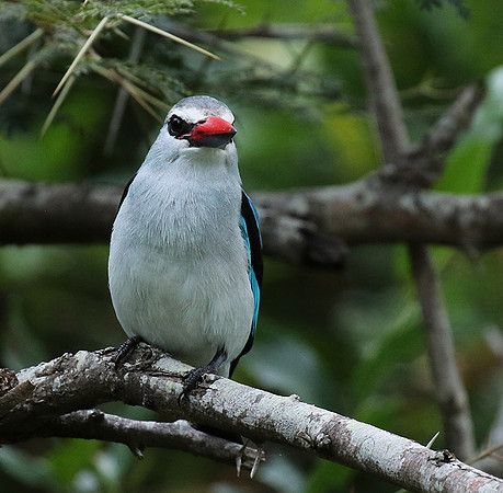 Woodland kingfisher at Mala Mala