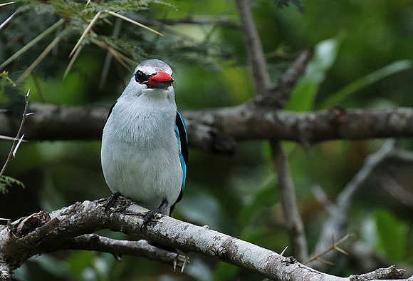Woodland kingfisher at Mala Mala