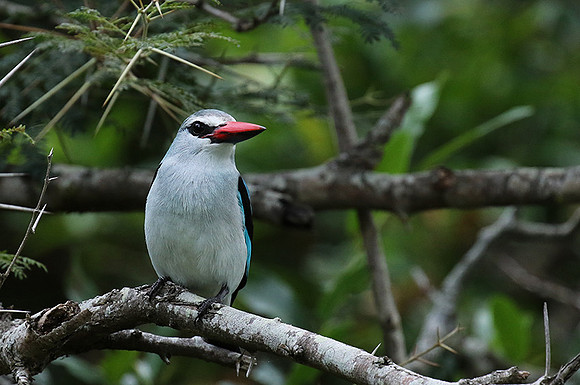Woodland kingfisher at Mala Mala