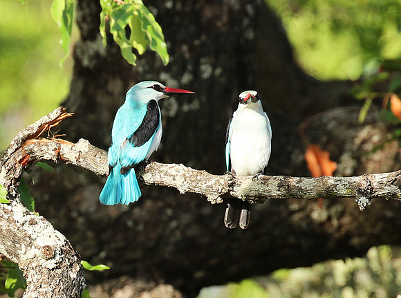 Woodland kingfisher at Mala Mala