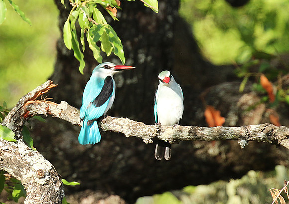 Woodland kingfisher at Mala Mala