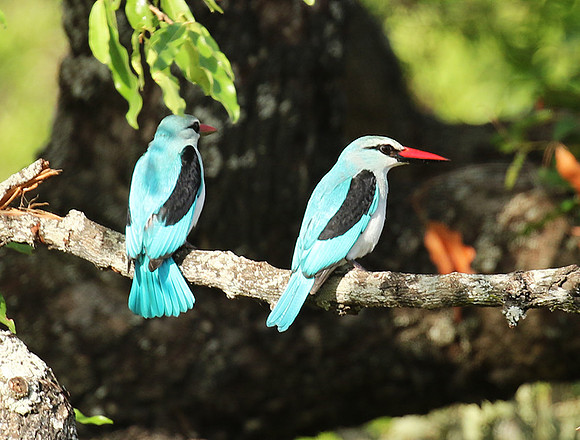 Woodland kingfisher at Mala Mala