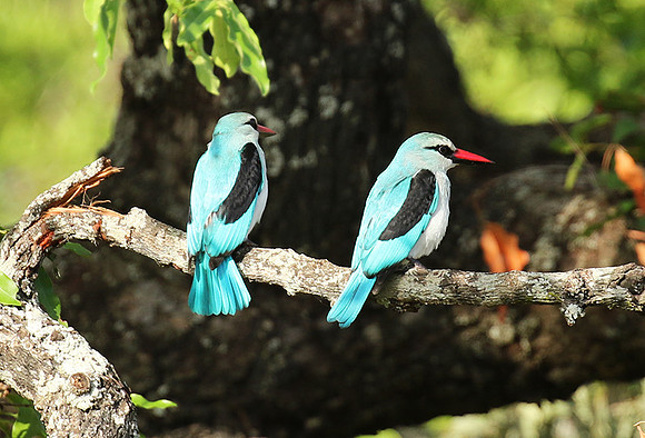 Woodland kingfisher at Mala Mala