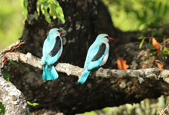 Woodland kingfisher at Mala Mala