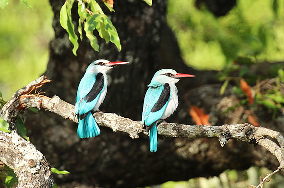 Woodland kingfisher at Mala Mala