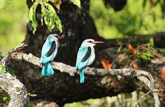 Woodland kingfisher at Mala Mala