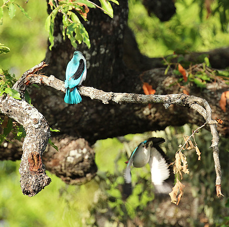 Woodland kingfisher at Mala Mala