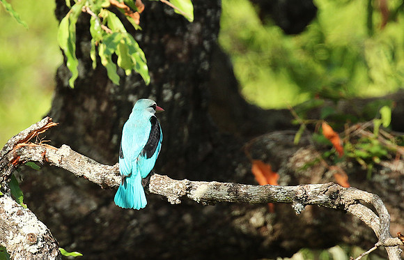 Woodland kingfisher at Mala Mala