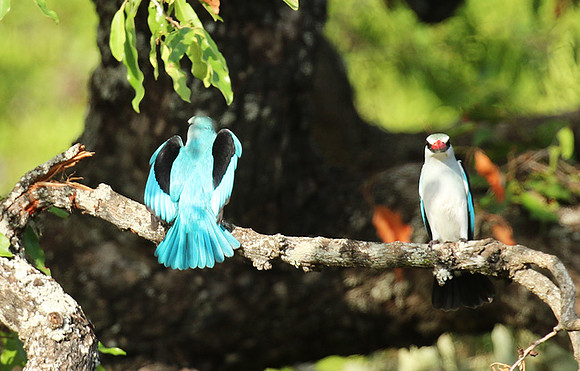 Woodland kingfisher at Mala Mala