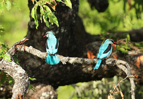 Woodland kingfisher at Mala Mala