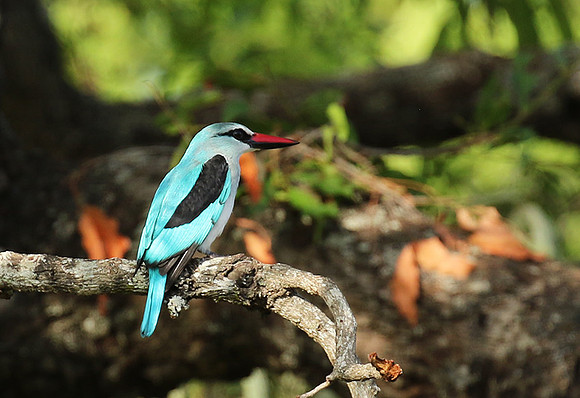 Woodland kingfisher at Mala Mala