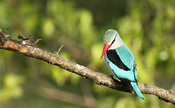 Woodland kingfisher at Sabi Sand