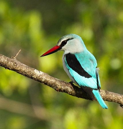 Woodland kingfisher at Sabi Sand