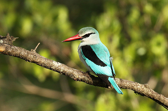 Woodland kingfisher at Sabi Sand