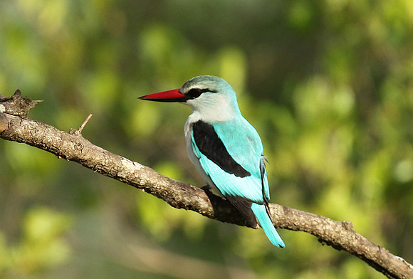 Woodland kingfisher at Sabi Sand