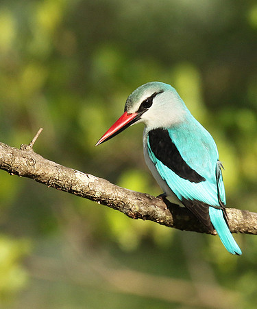 Woodland kingfisher at Sabi Sand