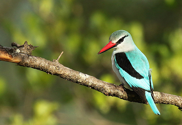 Woodland kingfisher at Sabi Sand