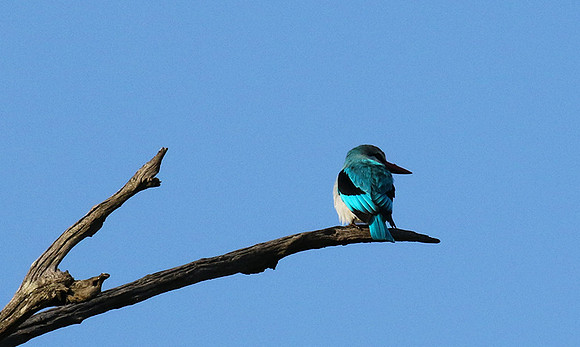 Woodland kingfisher at Sabi Sand