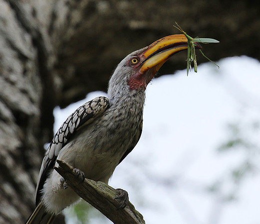 Yellow-billed hornbill at Mala Mala