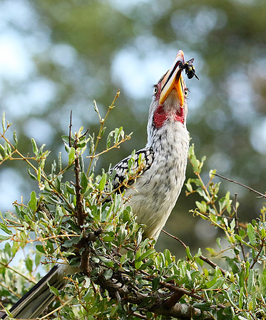 Yellow-billed hornbill at Mala Mala