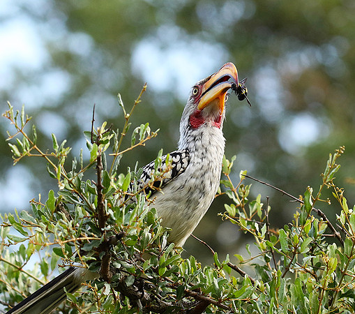 Yellow-billed hornbill at Mala Mala