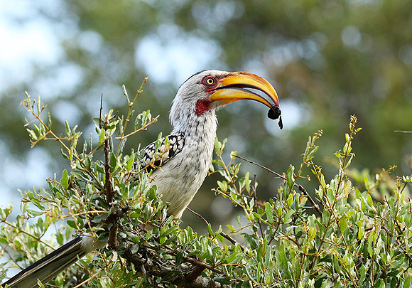 Yellow-billed hornbill at Mala Mala
