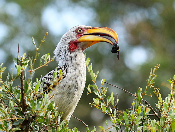 Yellow-billed hornbill at Mala Mala