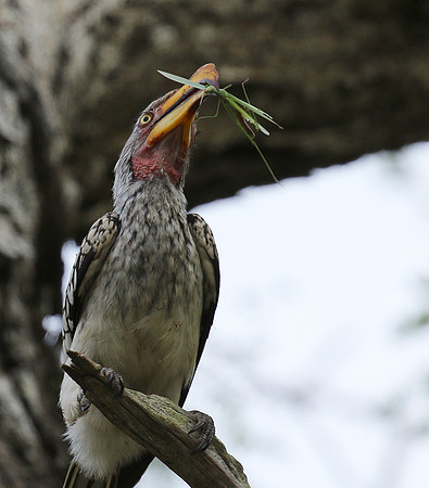 Yellow-billed hornbill at Mala Mala