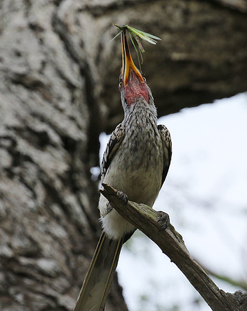 Yellow-billed hornbill at Mala Mala
