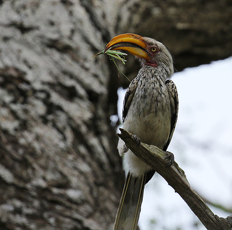 Yellow-billed hornbill at Mala Mala