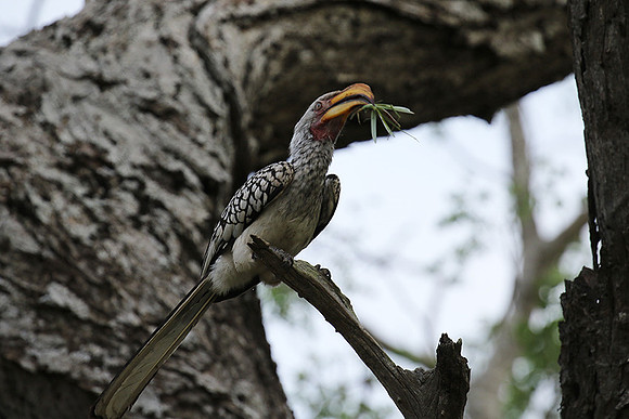 Yellow-billed hornbill at Mala Mala