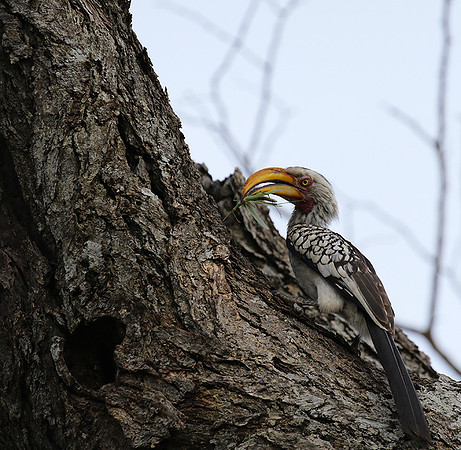 Yellow-billed hornbill at Mala Mala