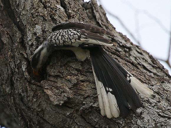 Yellow-billed hornbill at Mala Mala
