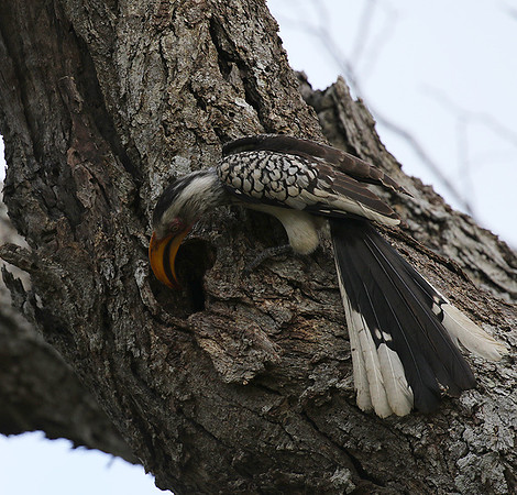 Yellow-billed hornbill at Mala Mala