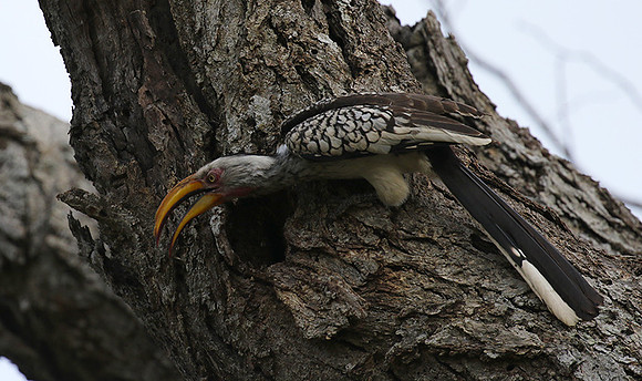 Yellow-billed hornbill at Mala Mala