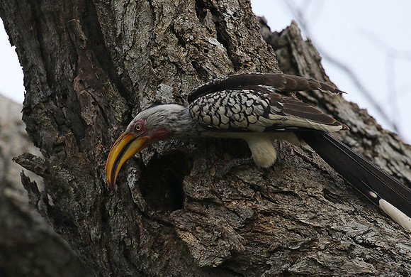 Yellow-billed hornbill at Mala Mala