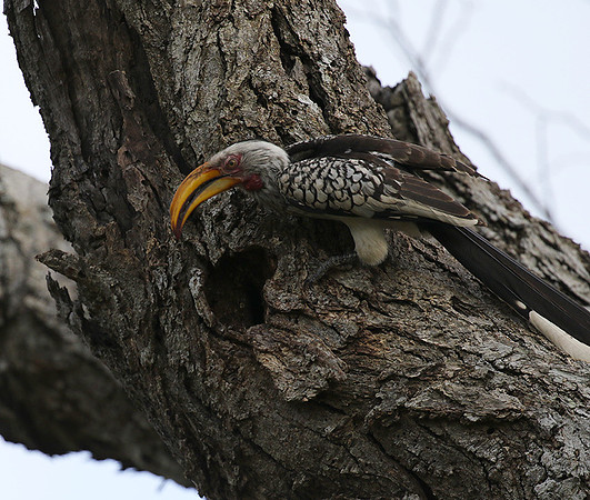 Yellow-billed hornbill at Mala Mala