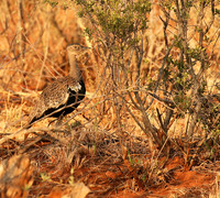 Black-bellied bustard