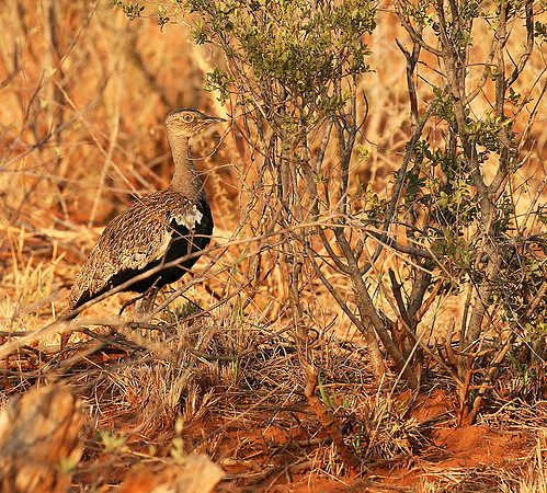 Black-bellied bustard