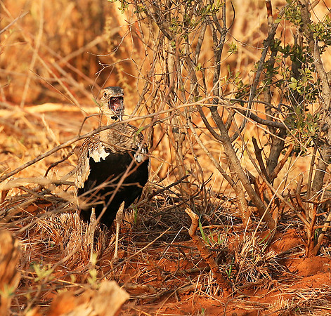 Black-bellied bustard