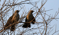 At Singita Lebombo
