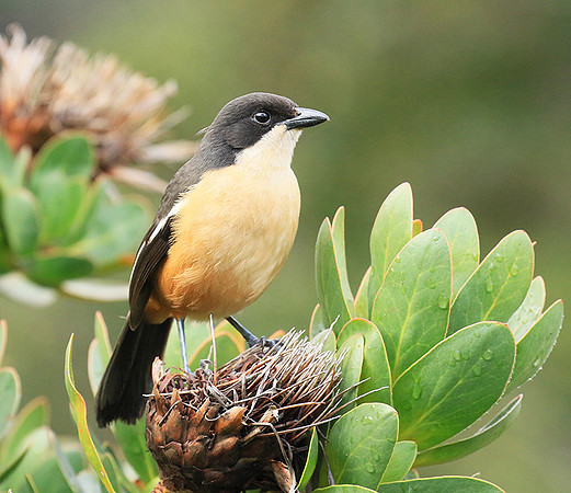 Southern boubou - Kirstenbosch - Cape Town