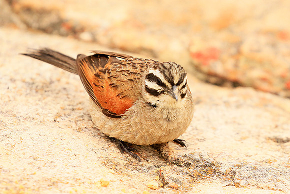 Rock bunting