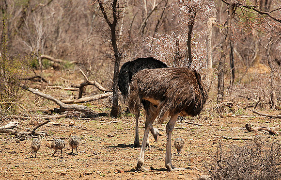 Ostriches at Madikwe game reserve