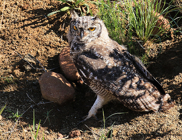 Spotted eagle owl - Tiger Canyon - Karoo