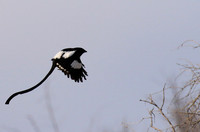 Magpie shrike