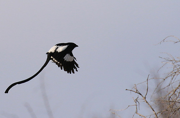 Magpie shrike