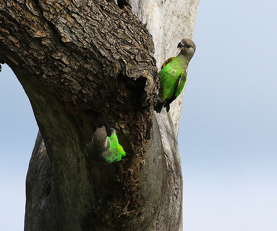 Brown-headed parrot - Londolozi game rerve