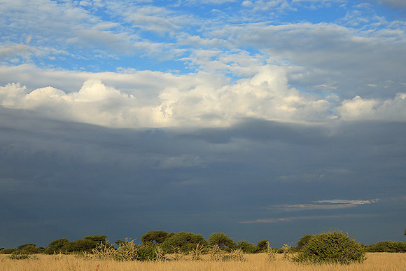 Central Kalahari